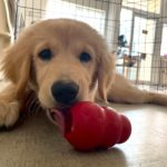 山梨県甲府市の犬の保育園もふ＆ふる　犬のしつけ　ドッグトレーニング