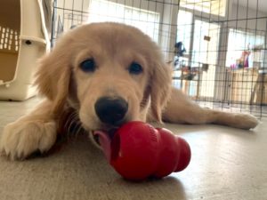山梨県甲府市の犬の保育園もふ＆ふる　犬のしつけ　ドッグトレーニング