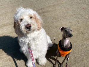 山梨県甲府市の犬の保育園もふ＆ふる　犬のしつけ　ドッグトレーニング