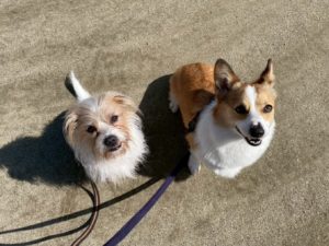 山梨県甲府市の犬の保育園もふ＆ふる　犬のしつけ　ドッグトレーニング