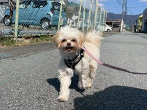 山梨県甲府市の犬の保育園もふ＆ふる　犬のしつけ　ドッグトレーニング