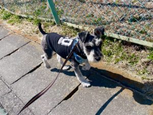 山梨県甲府市の犬の保育園もふ＆ふる　犬のしつけ　ドッグトレーニング