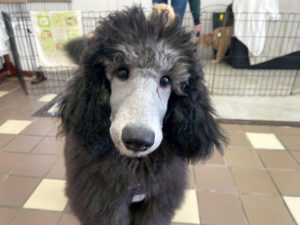 山梨県甲府市の犬の保育園もふ＆ふる　犬のしつけ　ドッグトレーニング