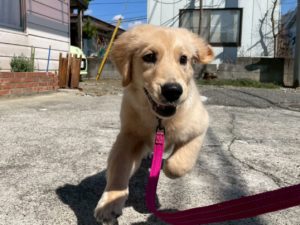 山梨県甲府市の犬の保育園もふ＆ふる　犬のしつけ　ドッグトレーニング