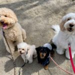 山梨県甲府市の犬の保育園もふ＆ふる　犬のしつけ　ドッグトレーニング