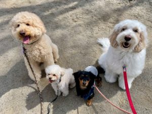 山梨県甲府市の犬の保育園もふ＆ふる　犬のしつけ　ドッグトレーニング