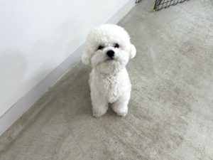 山梨県甲府市の犬の保育園もふ＆ふる　犬のしつけ　ドッグトレーニング