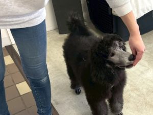 山梨県甲府市の犬の保育園もふ＆ふる　犬のしつけ　ドッグトレーニング