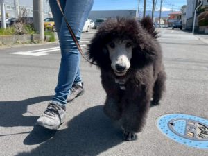 山梨県甲府市の犬の保育園もふ＆ふる　犬のしつけ　ドッグトレーニング