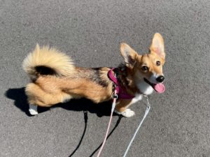 山梨県甲府市の犬の保育園もふ＆ふる　犬のしつけ　ドッグトレーニング