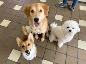 山梨県甲府市の犬の保育園もふ＆ふる　犬のしつけ　ドッグトレーニング