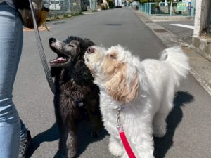 山梨県甲府市の犬の保育園もふ＆ふる　犬のしつけ　ドッグトレーニング