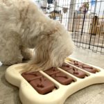 山梨県甲府市の犬の保育園もふ＆ふる　犬のしつけ　ドッグトレーニング