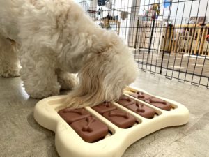 山梨県甲府市の犬の保育園もふ＆ふる　犬のしつけ　ドッグトレーニング