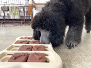 山梨県甲府市の犬の保育園もふ＆ふる　犬のしつけ　ドッグトレーニング