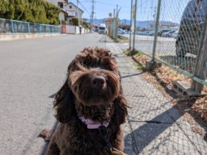 山梨県甲府市の犬の保育園もふ＆ふる　犬のしつけ　ドッグトレーニング