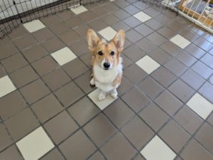 山梨県甲府市の犬の保育園もふ＆ふる　犬のしつけ　ドッグトレーニング