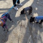 山梨県甲府市の犬の保育園もふ＆ふる　犬のしつけ　ドッグトレーニング