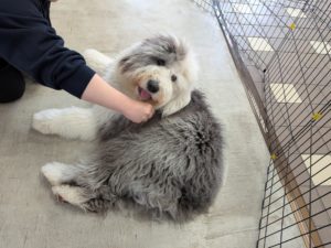 山梨県甲府市の犬の保育園もふ＆ふる　犬のしつけ　ドッグトレーニング