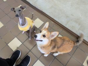 山梨県甲府市の犬の保育園もふ＆ふる　犬のしつけ　ドッグトレーニング