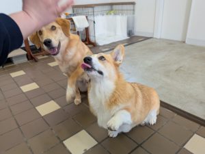 山梨県甲府市の犬の保育園もふ＆ふる　犬のしつけ　ドッグトレーニング