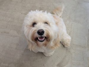 山梨県甲府市の犬の保育園もふ＆ふる　犬のしつけ　ドッグトレーニング