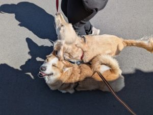 山梨県甲府市の犬の保育園もふ＆ふる　犬のしつけ　ドッグトレーニング