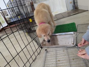 山梨県甲府市の犬の保育園もふ＆ふる　犬のしつけ　ドッグトレーニング