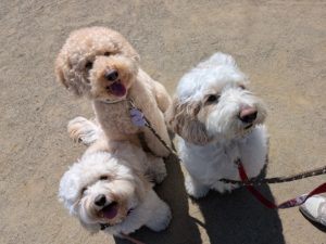 山梨県甲府市の犬の保育園もふ＆ふる　犬のしつけ　ドッグトレーニング