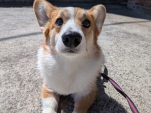 山梨県甲府市の犬の保育園もふ＆ふる　犬のしつけ　ドッグトレーニング