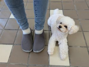 山梨県甲府市の犬の保育園もふ＆ふる　犬のしつけ　ドッグトレーニング