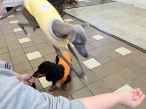 山梨県甲府市の犬の保育園もふ＆ふる　犬のしつけ　ドッグトレーニング