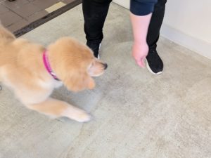 山梨県甲府市の犬の保育園もふ＆ふる　犬のしつけ　ドッグトレーニング