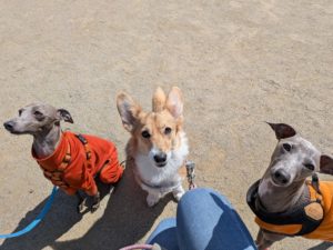 山梨県甲府市の犬の保育園もふ＆ふる　犬のしつけ　ドッグトレーニング