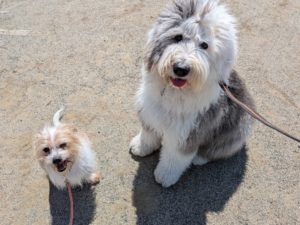 山梨県甲府市の犬の保育園もふ＆ふる　犬のしつけ　ドッグトレーニング