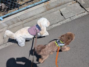 山梨県甲府市の犬の保育園もふ＆ふる　犬のしつけ　ドッグトレーニング