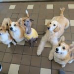 山梨県甲府市の犬の保育園もふ＆ふる　犬のしつけ　ドッグトレーニング