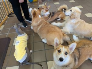 山梨県甲府市の犬の保育園もふ＆ふる　犬のしつけ　ドッグトレーニング