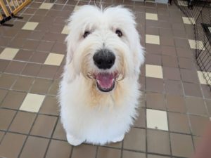 山梨県甲府市の犬の保育園もふ＆ふる　犬のしつけ　ドッグトレーニング