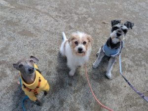 山梨県甲府市の犬の保育園もふ＆ふる　犬のしつけ　ドッグトレーニング