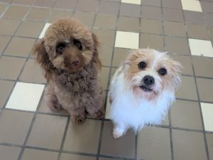 山梨県甲府市の犬の保育園もふ＆ふる　犬のしつけ　ドッグトレーニング