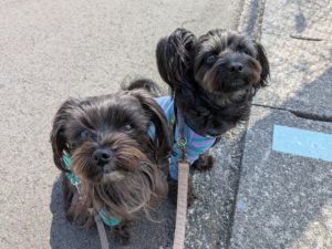 山梨県甲府市の犬の保育園もふ＆ふる　犬のしつけ　ドッグトレーニング