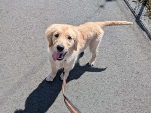 山梨県甲府市の犬の保育園もふ＆ふる　犬のしつけ　ドッグトレーニング