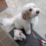 山梨県甲府市の犬の保育園もふ＆ふる　犬のしつけ　ドッグトレーニング