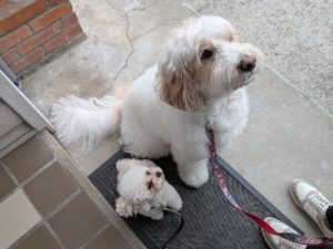 山梨県甲府市の犬の保育園もふ＆ふる　犬のしつけ　ドッグトレーニング