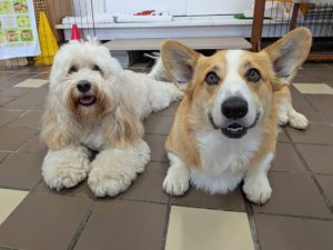 山梨県甲府市の犬の保育園もふ&ふる 犬のしつけ ドッグトレーニング