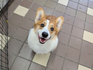 山梨県甲府市の犬の保育園もふ&ふる 犬のしつけ ドッグトレーニング