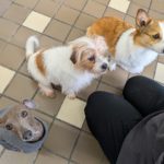 山梨県甲府市の犬の保育園もふ＆ふる　犬のしつけ　ドッグトレーニング