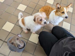 山梨県甲府市の犬の保育園もふ＆ふる　犬のしつけ　ドッグトレーニング