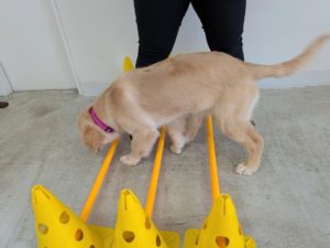 山梨県甲府市の犬の保育園もふ＆ふる　犬のしつけ　ドッグトレーニング